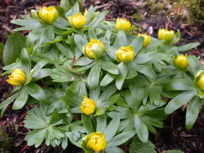 Eranthis-Noel-Ayers_1.jpg