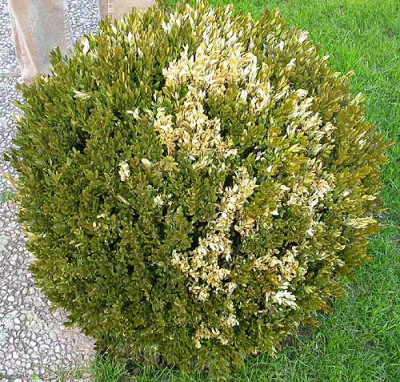 Kranker_Buchs_2_18.5.09.jpg