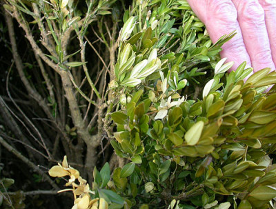 Kranker_Buchs_2.2_18.5.09.jpg