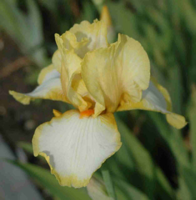 A8781a.JPG