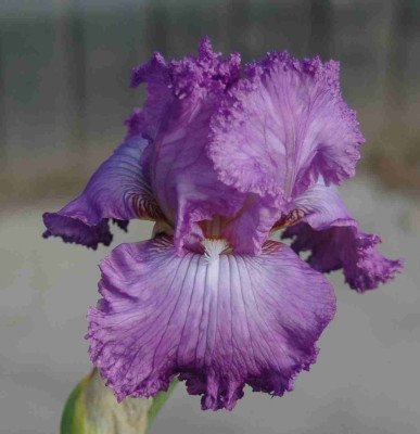 A8786a.JPG