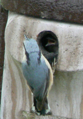 Kleiber_2_090518_a.jpg
