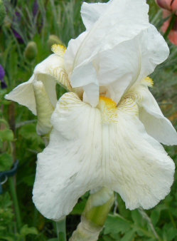 New_Snow_090518.jpg