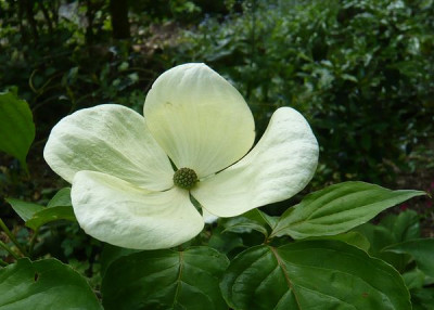 Cornus_Venus_fars_2009.jpg