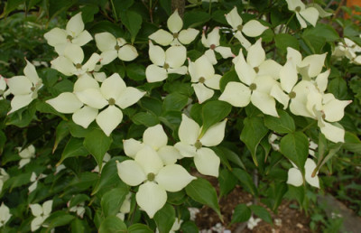 Cornus_kousa_var._chinensis_0010__46534.jpg