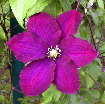 Clematis_Warzaw_Nike_18.5.09.jpg