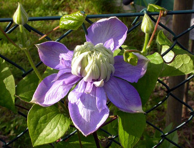 Clematis_Blue_Light_18.5.09.jpg
