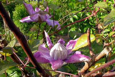 Clematis_Proteus_18.5.09.jpg