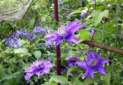 Clematis_Multi_Blue_18.5.09.jpg