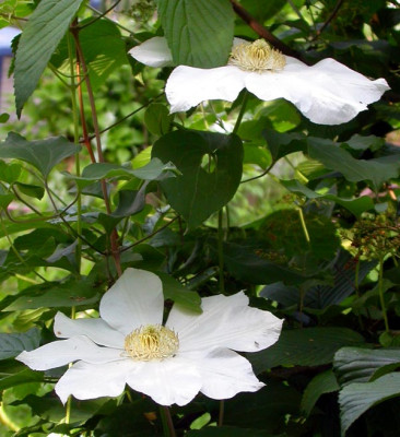 Clematis_Alabast_1_18.5.09.jpg