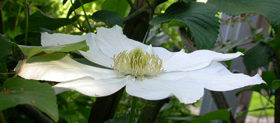 Clematis_Alabast_2_18.5.09.jpg