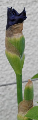 Iris_barbata_elatior_Devils_Lake-0270-klein.jpg