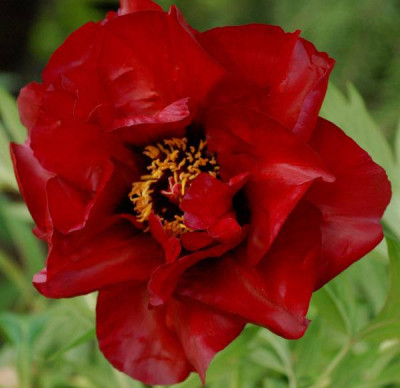 Paeonia_Black_Pirate-0164-klein.jpg