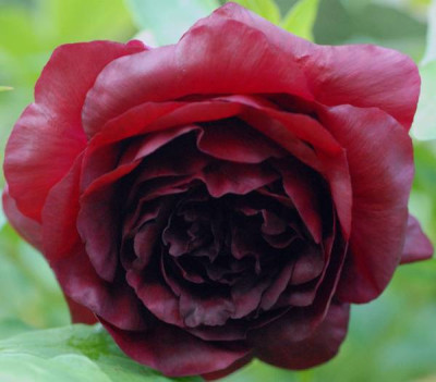 Paeonia_Vesuvian-0155-klein.jpg