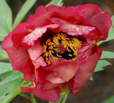 Paeonia_Gauguin-0170-klein.jpg