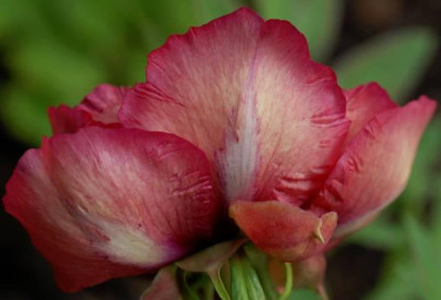 Paeonia_Gauguin_Ruckseite-0177-klein.jpg