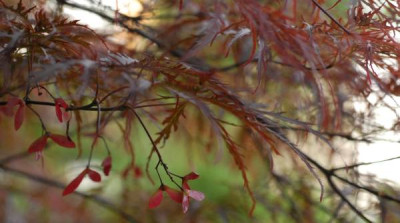 Acer_Inaba_shidare_Fruchte-0216-klein.jpg