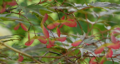 Acer_Masukagami_Fruchte-0199-klein.jpg