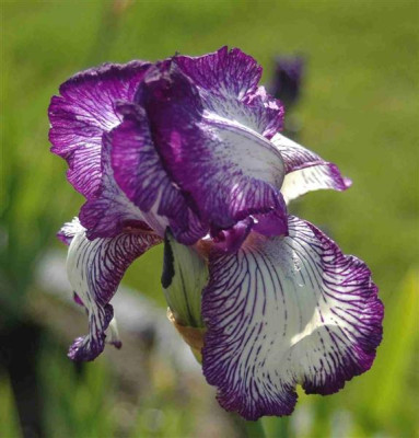 A8790a_Medium.JPG