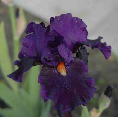 A8795a.JPG