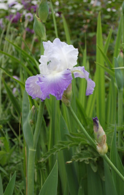 Iris_barbata_Clarence_0010__46397.jpg