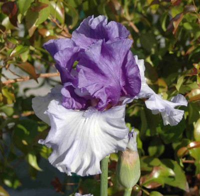 A8811a.JPG