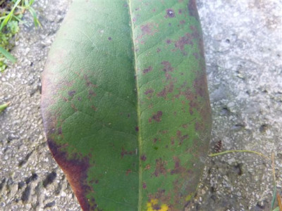 Rhodo_Van1_09.jpg