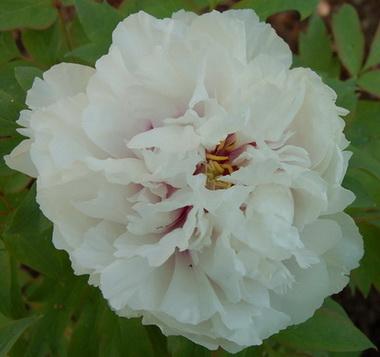DSC_0001_Paeonia_suffr.jpg