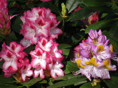 2_Rhodos_IMG_2354.jpg
