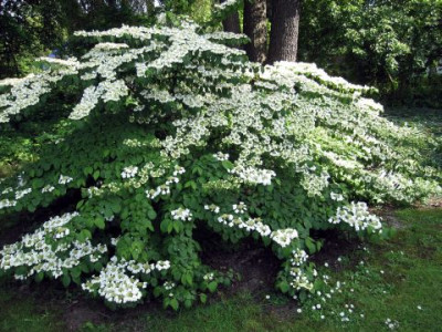 Viburnum_plicatum_Rowallane_lerb_04842.jpg