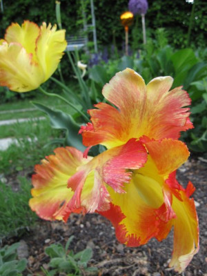 Tulpe_unbekannt_KGA_04702.jpg