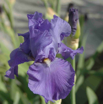 A8826a.JPG