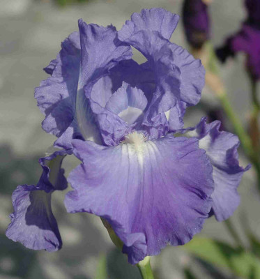 A8829a.JPG