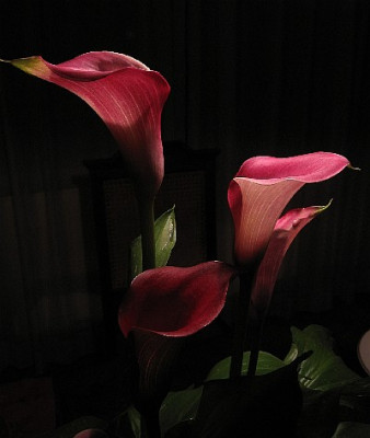 IMG_0595-Calla-100-90s.JPG