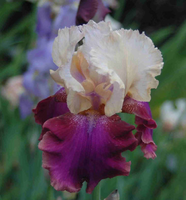 A8844a.JPG