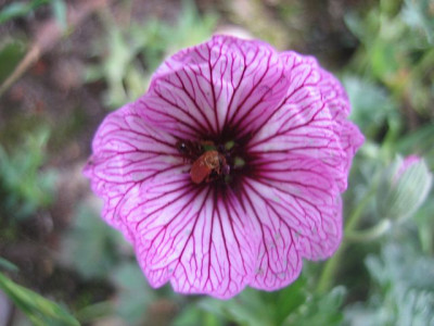 Geranium_cinereum_Ballerina_49721.jpg