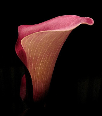 IMG_0594-Calla-100-90s.JPG