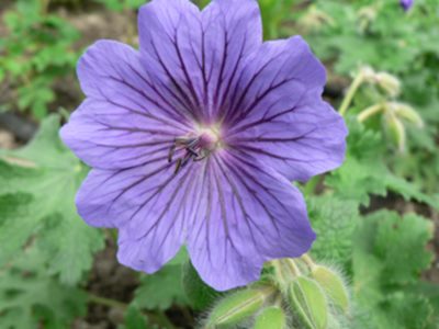 Geranium.magn.2009.jpg