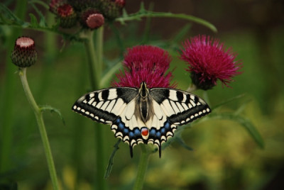 schwalbenschwanz_distel02.jpg
