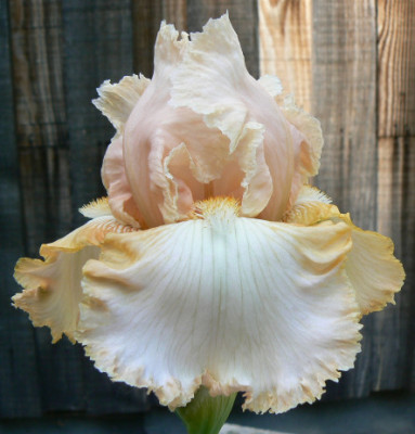 Aprikosenprinzess_090519_a.jpg