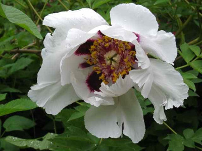 Rockii1_IMG_2432.jpg