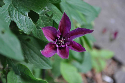 K800_DSC_0240.jpg