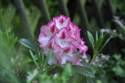 DSC_0177.jpg