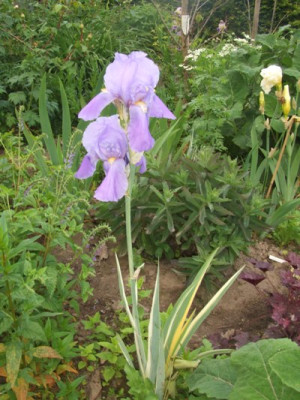 iris_variegata_2.jpg