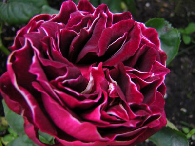 Baron_Giro_de_l_Ain1a.JPG