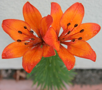 LilieIMG_3549jpg.jpg