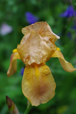 IMGP2238_unbek._Iris_hellbraun.jpg