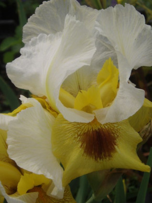 irisregeliocycluslancer2.jpg