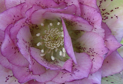 Imgp1288-aus.jpg