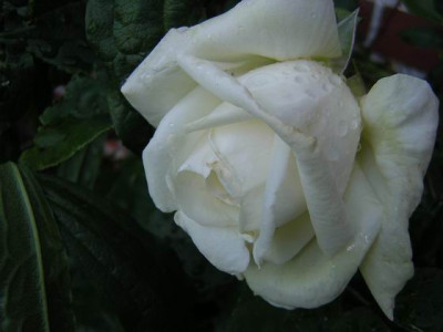 White_Cockade_x.JPG